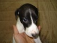 /album/arthur/lisy1-056-jpg/